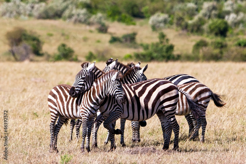 Plains Zebras on Savannah  Maasai Mara  Kenya