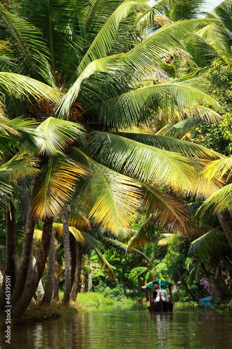 Palm tree tropical forest in backwater of Kochin  Kerala  India
