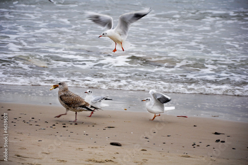 birds by the seaside