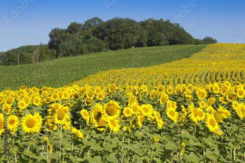Sunflowers in sunshine