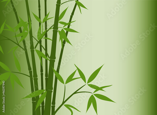 Bamboo background  vector