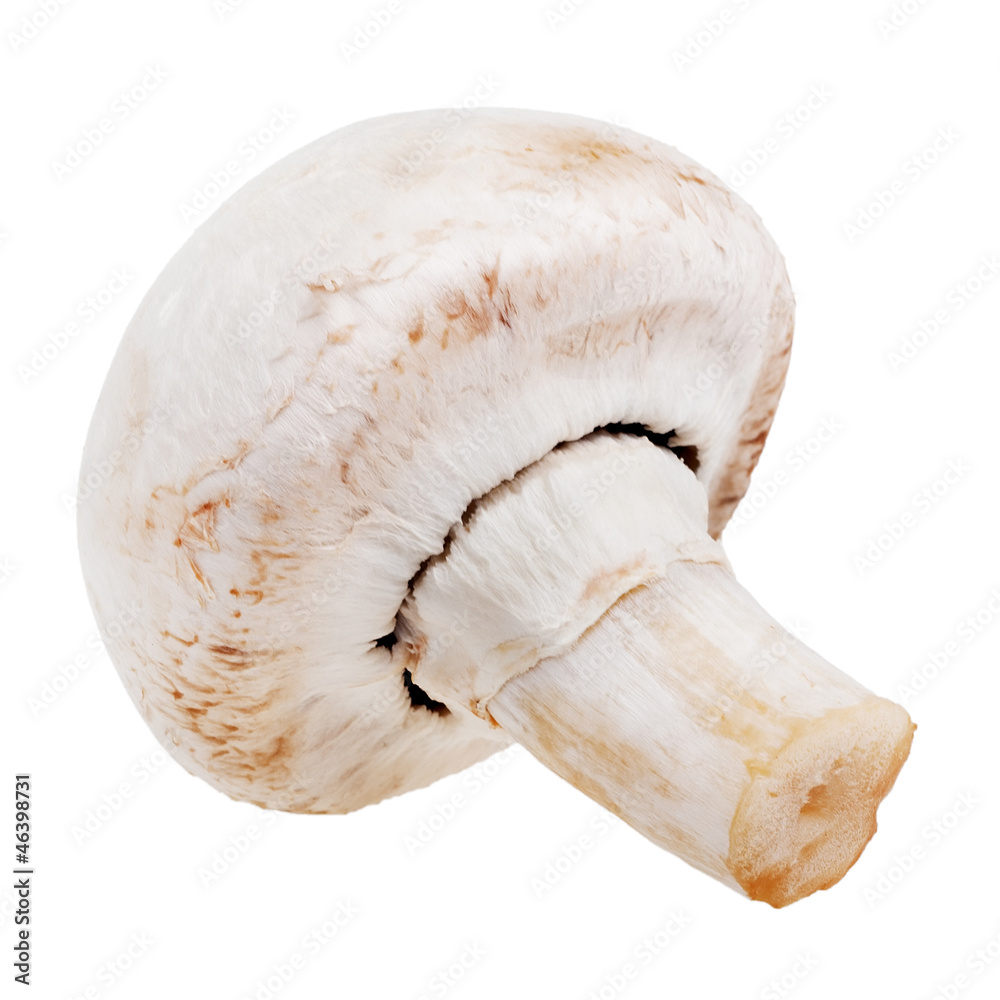 mushroom isolated on white mushroom isolated on white