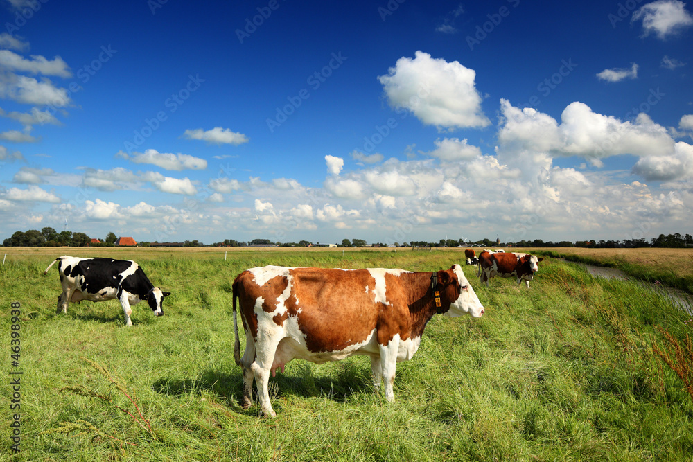 cows in a sunny meadow