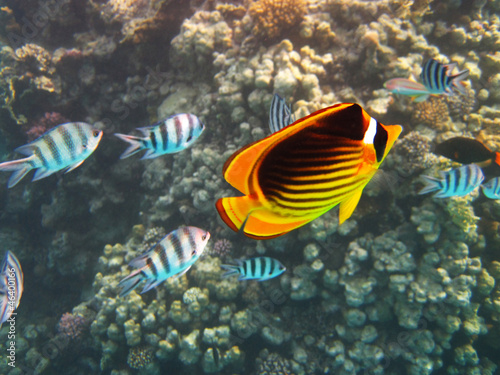 Yellow and Black Butterfly Fish and Sergeant Major Fish