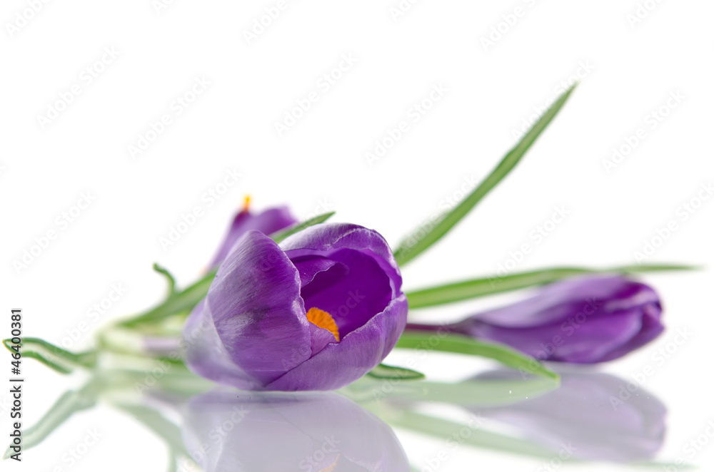 Beautiful violet crocus isolated on white Beautiful violet crocus isolated on white