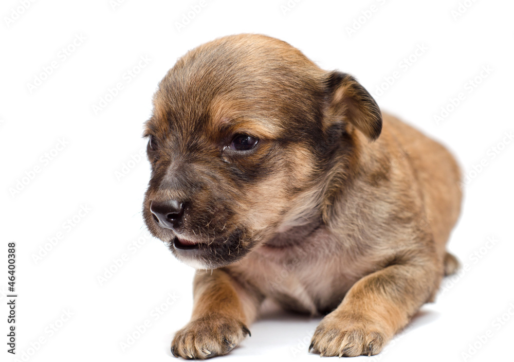 Dachshund puppy on white background Dachshund puppy on white background