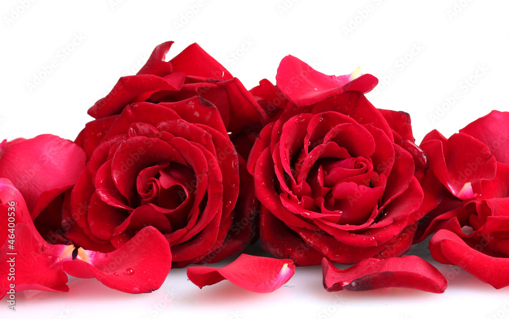 Fototapeta premium beautiful red roses and petals isolated on white