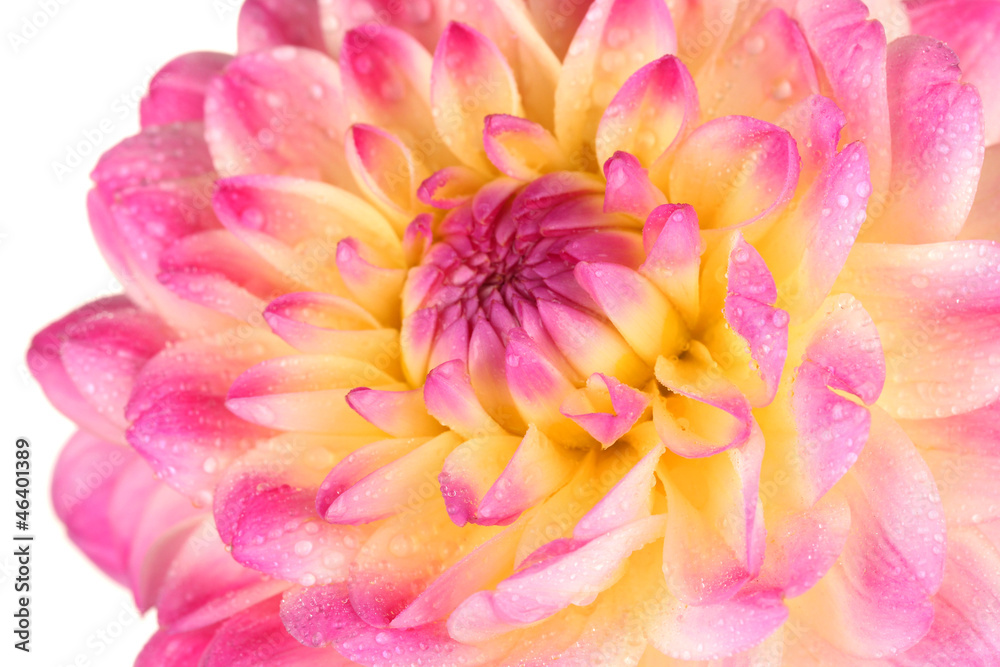 Pink dahlia isolated on white Pink dahlia isolated on white