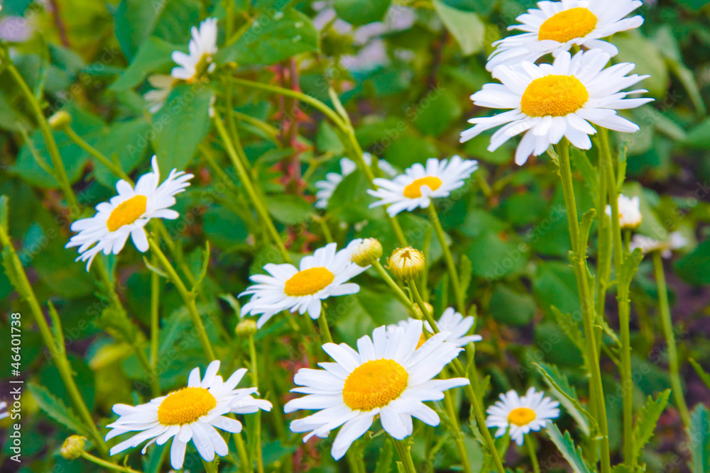 Green grass and chamomiles
