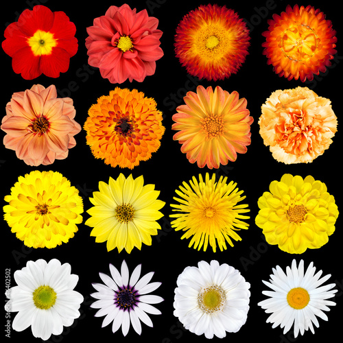 Fototapeta Naklejka Na Ścianę i Meble -  Red, Orange, Yellow and White Flowers Isolated on Black