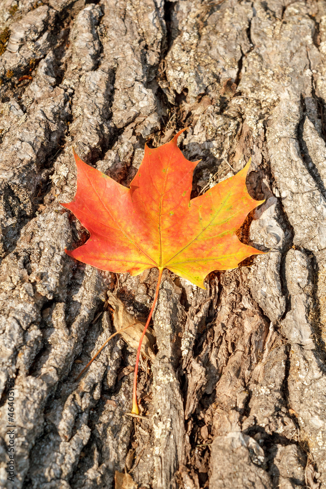 Autumn Leaves over wooden background