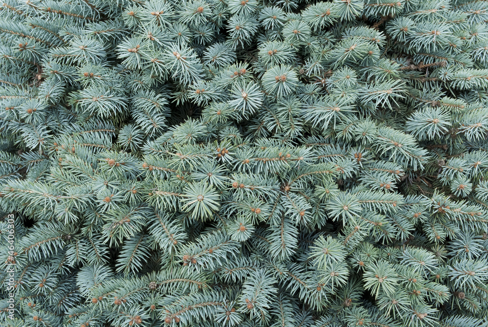 Blue- green branches of a fur-tree as background Blue- green branches of a fur-tree as background