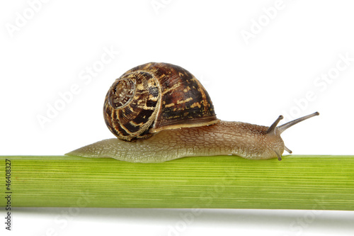 Single snail on a stem