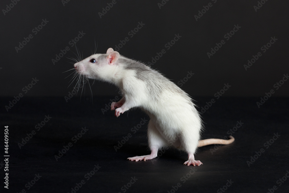 curious young rat curious young rat