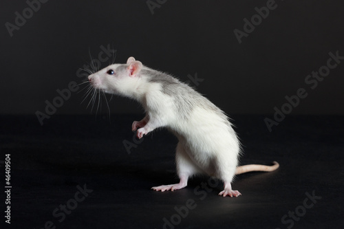 curious young rat