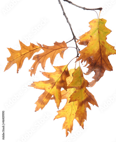 Canvas-taulu twig of oak with autumn yellow leaves, isolated on white
