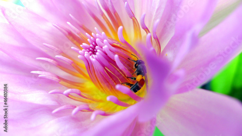 Bee inside lotus
