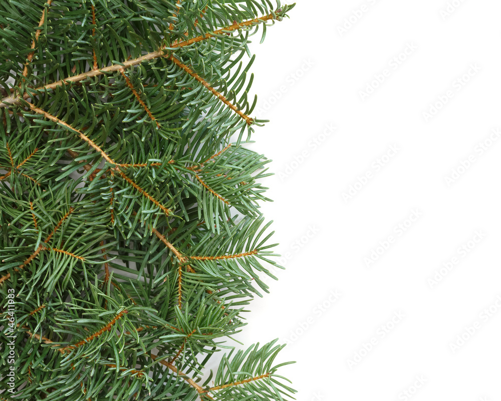christma tree branches over white background