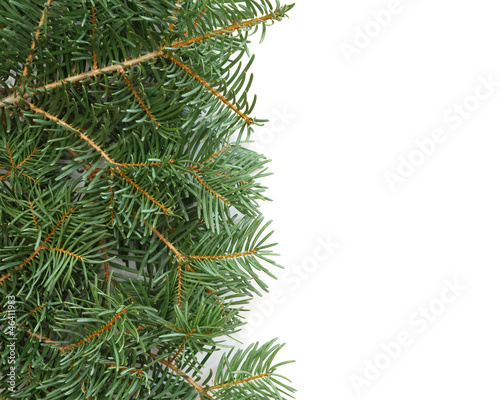 christma tree branches over white background © Mariusz Blach