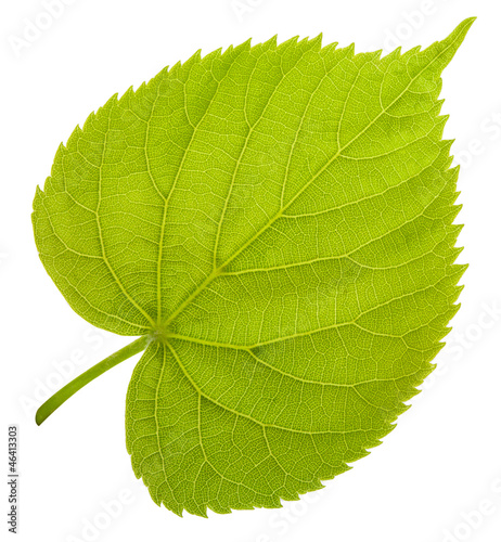 linden leaf