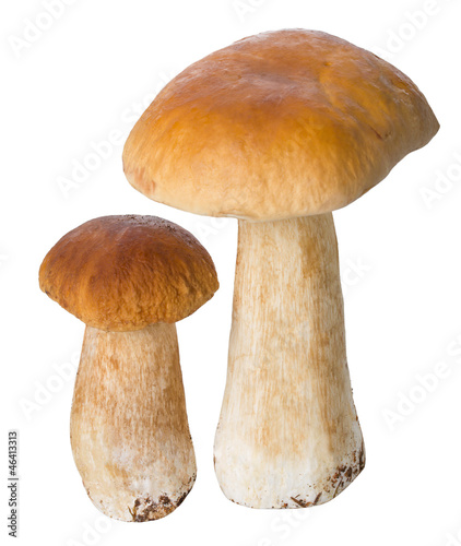 two ceps