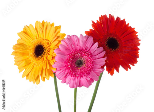 three gerberas isolated