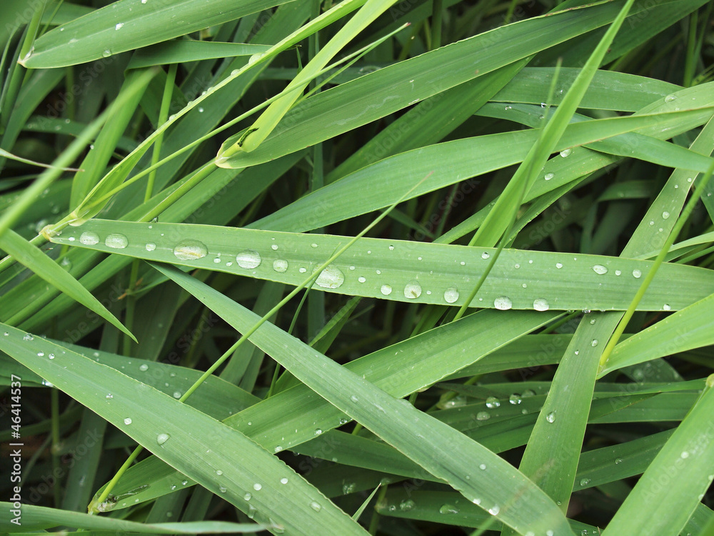 The leaves of reed after rain The leaves of reed after rain