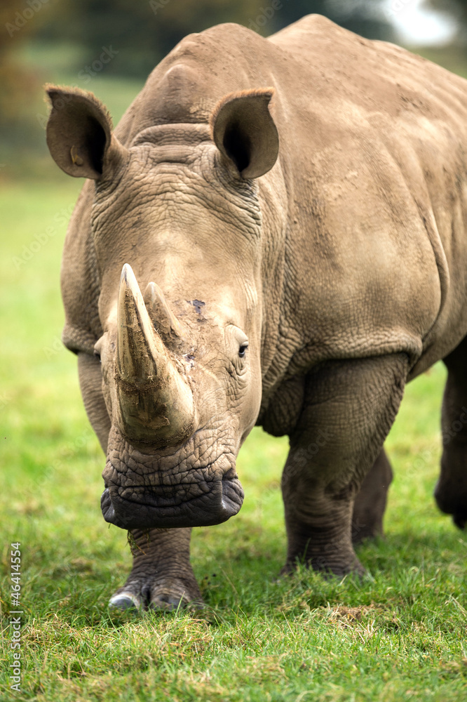 Fototapeta premium Charging Rhino