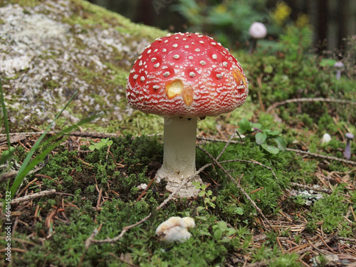 Fly agaric fruiting body