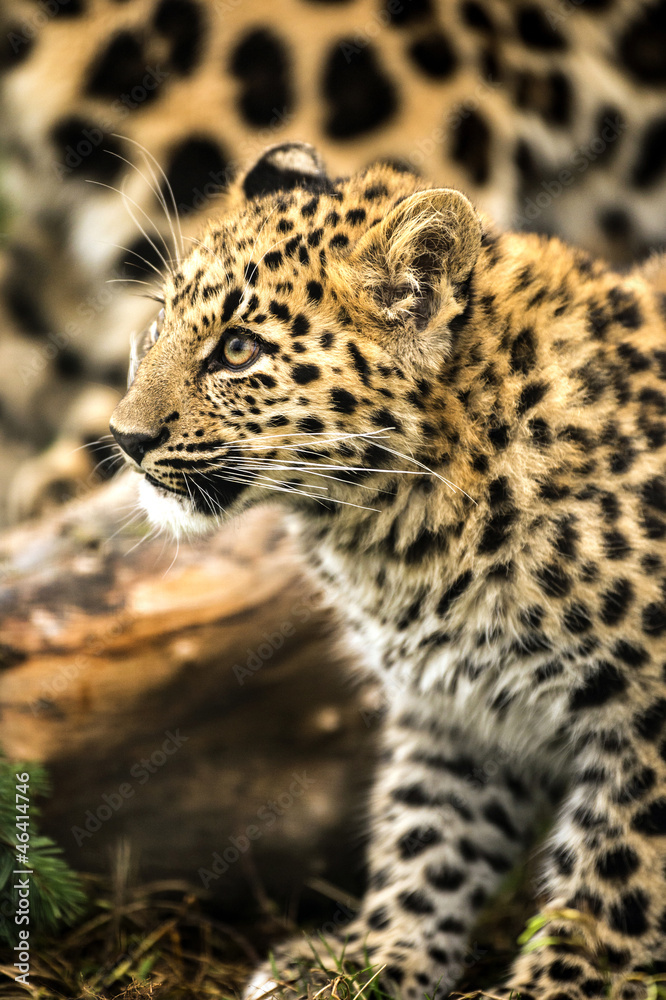 Naklejka premium Leopard Cub