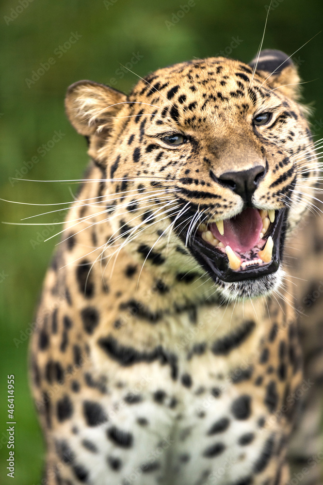 Fototapeta premium Grinning Leopard