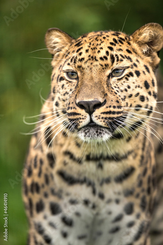 Amur Leopard © davemhuntphoto