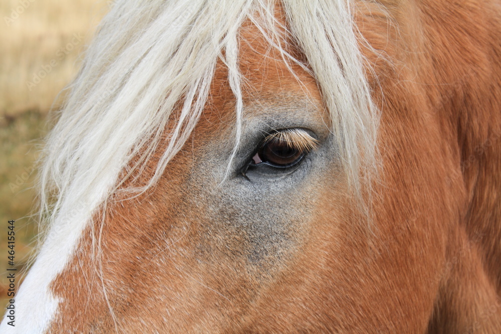 Obraz premium Cavallo - Horse