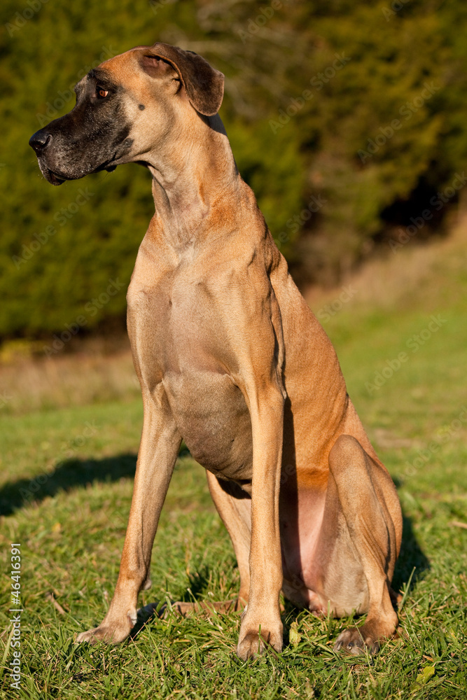 Fawn colored great Dane sitting in green field looking left