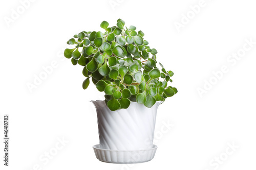 Money tree in flowerpot isolated on white background