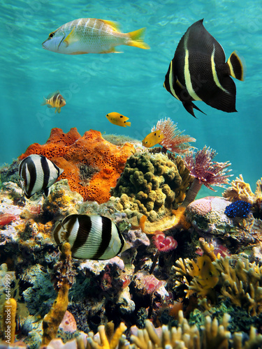Colorful underwater marine life in a coral reef, Caribbean sea, Mexico