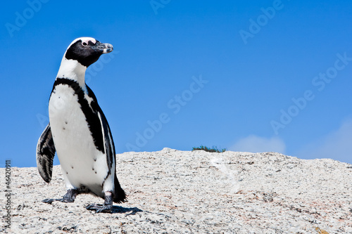 Lone Penguin on Rock