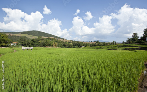 The green of rice field in the north of Thailand © lirtlon
