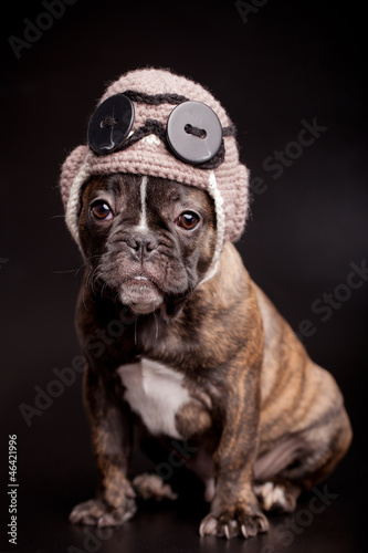 French bulldog puppy, in knit pilot helmet