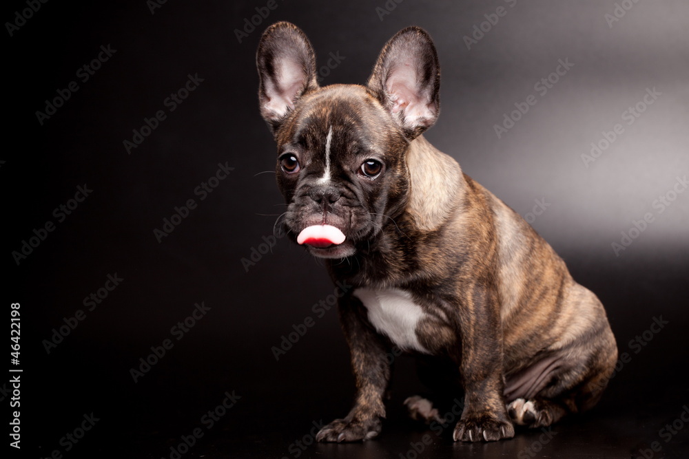 Obraz premium French bulldog puppy, 3,5 mounth old, on black background