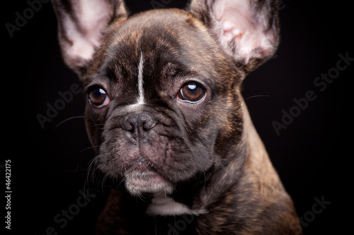 French bulldog puppy, 3,5 mounth old, on black background © Farinoza