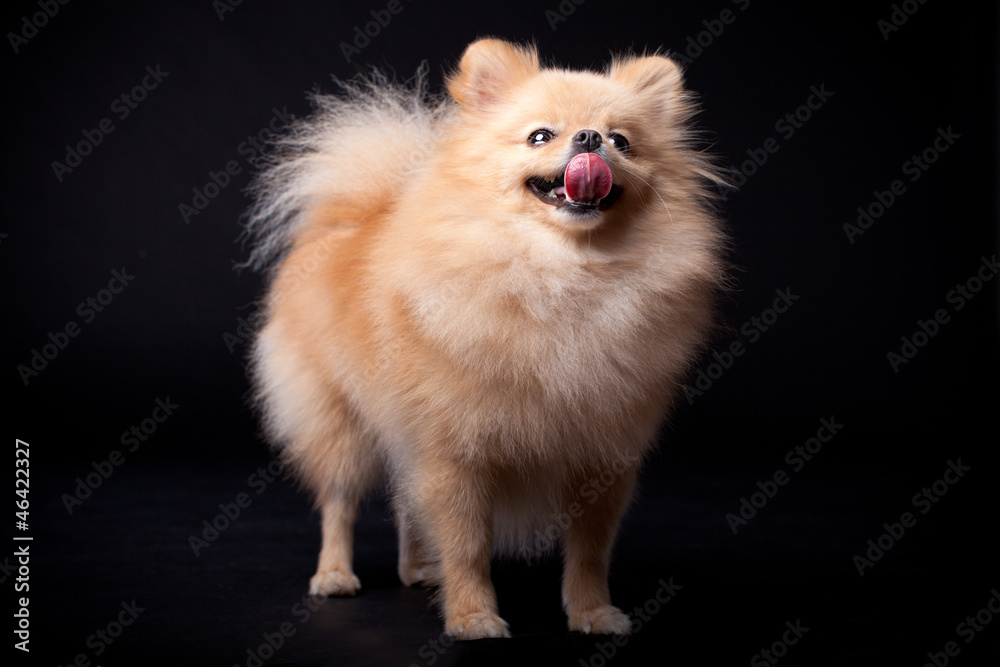 Pomeranian Spitz dog on the black background