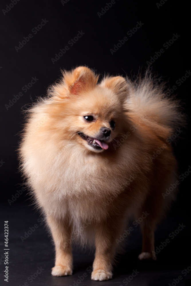 Pomeranian Spitz dog on the black background