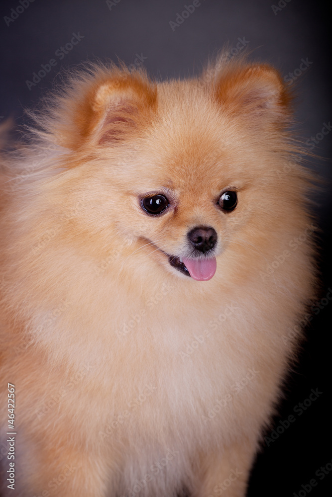 Pomeranian Spitz dog on the black background