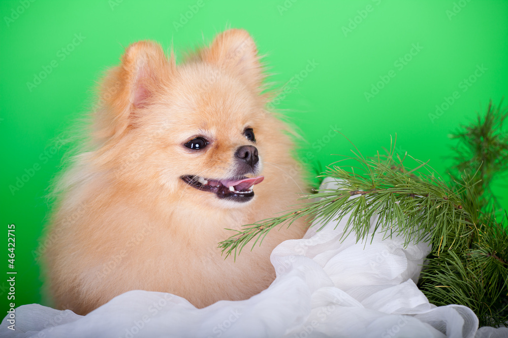 Pomeranian Spitz dog on the green background