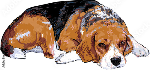 Beagle is resting maybe going to sleep.