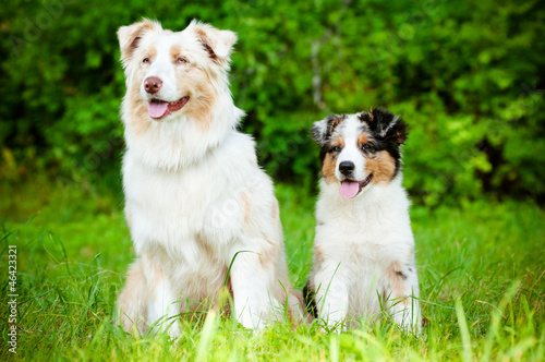 australian shepherd dog and puppy