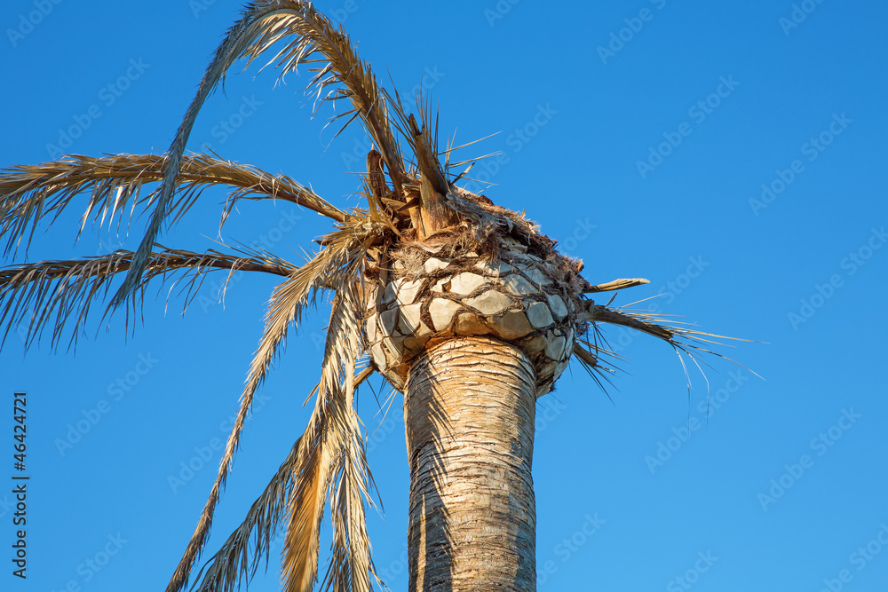 Obraz premium palm tree