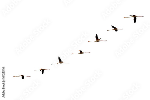 isolated gradual flying flamingo flight on white photo