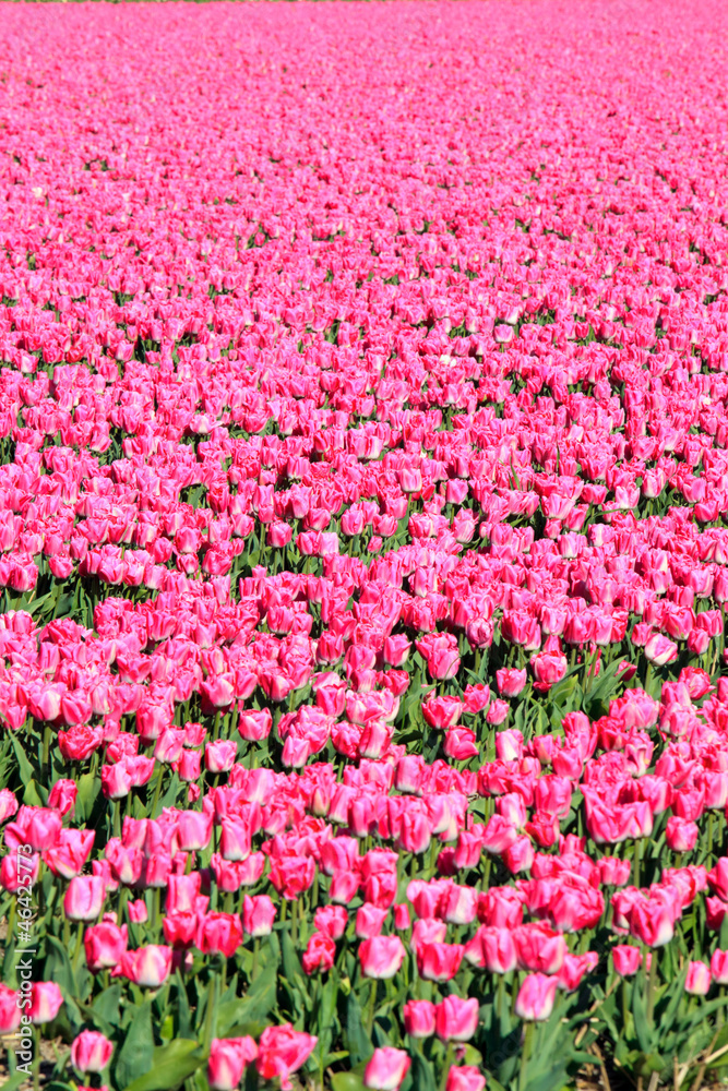 Field of pink tulips. Foliage. Abstract background. Field of pink tulips. Foliage. Abstract background.